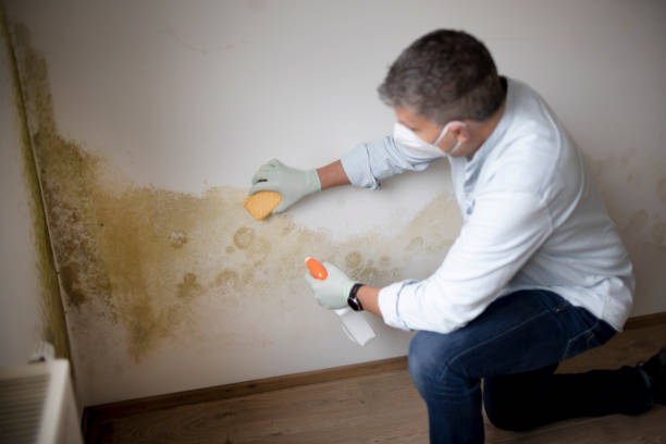 Best Mold Prevention Services  in Fruit Hill, OH