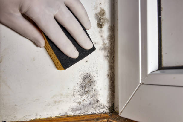 Best Post-Construction Mold Inspection  in Fruit Hill, OH